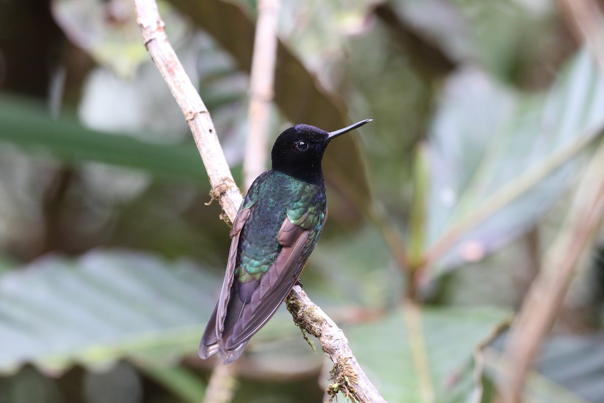 kolibřík hyacintový - ML68135371