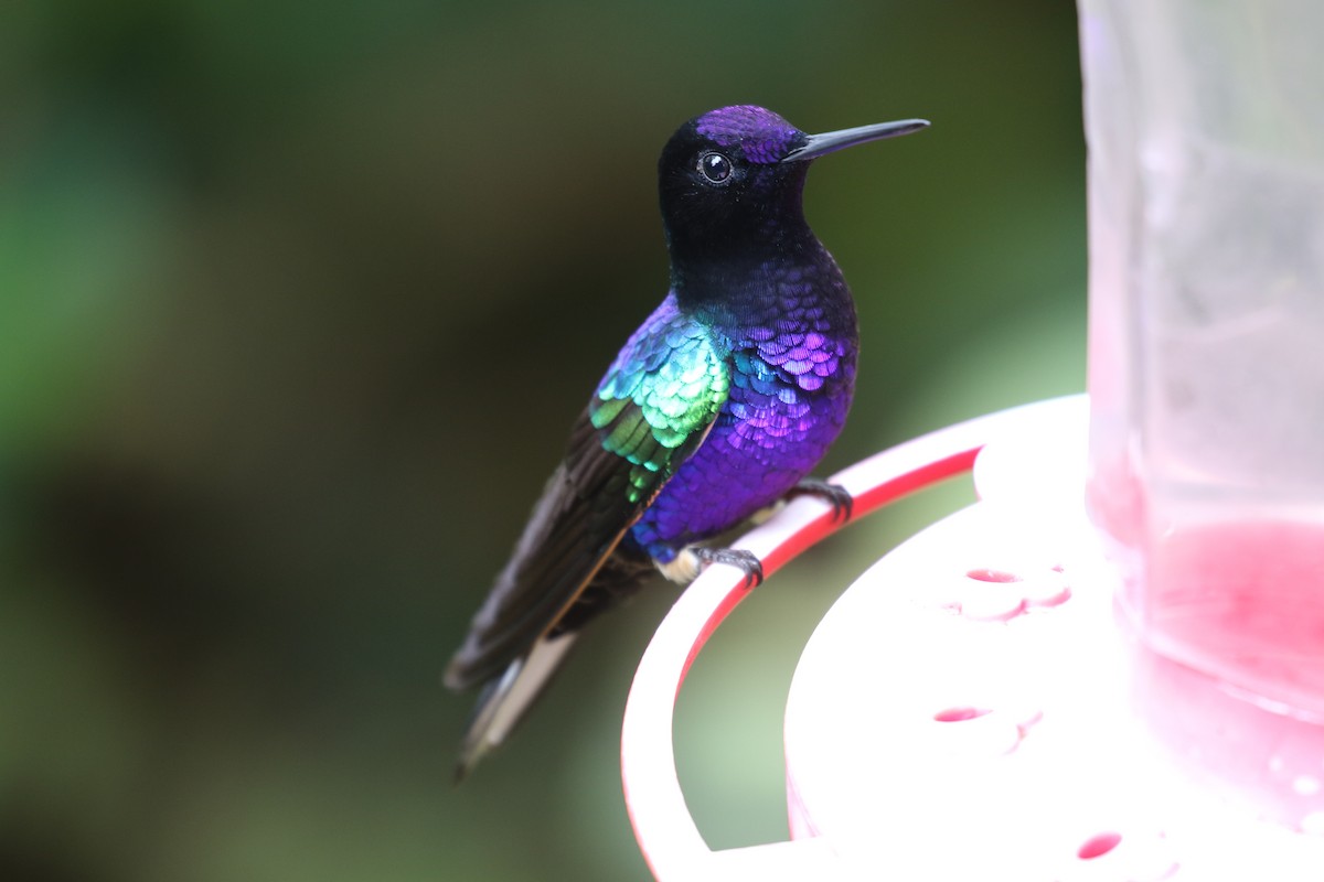 kolibřík hyacintový - ML68135401