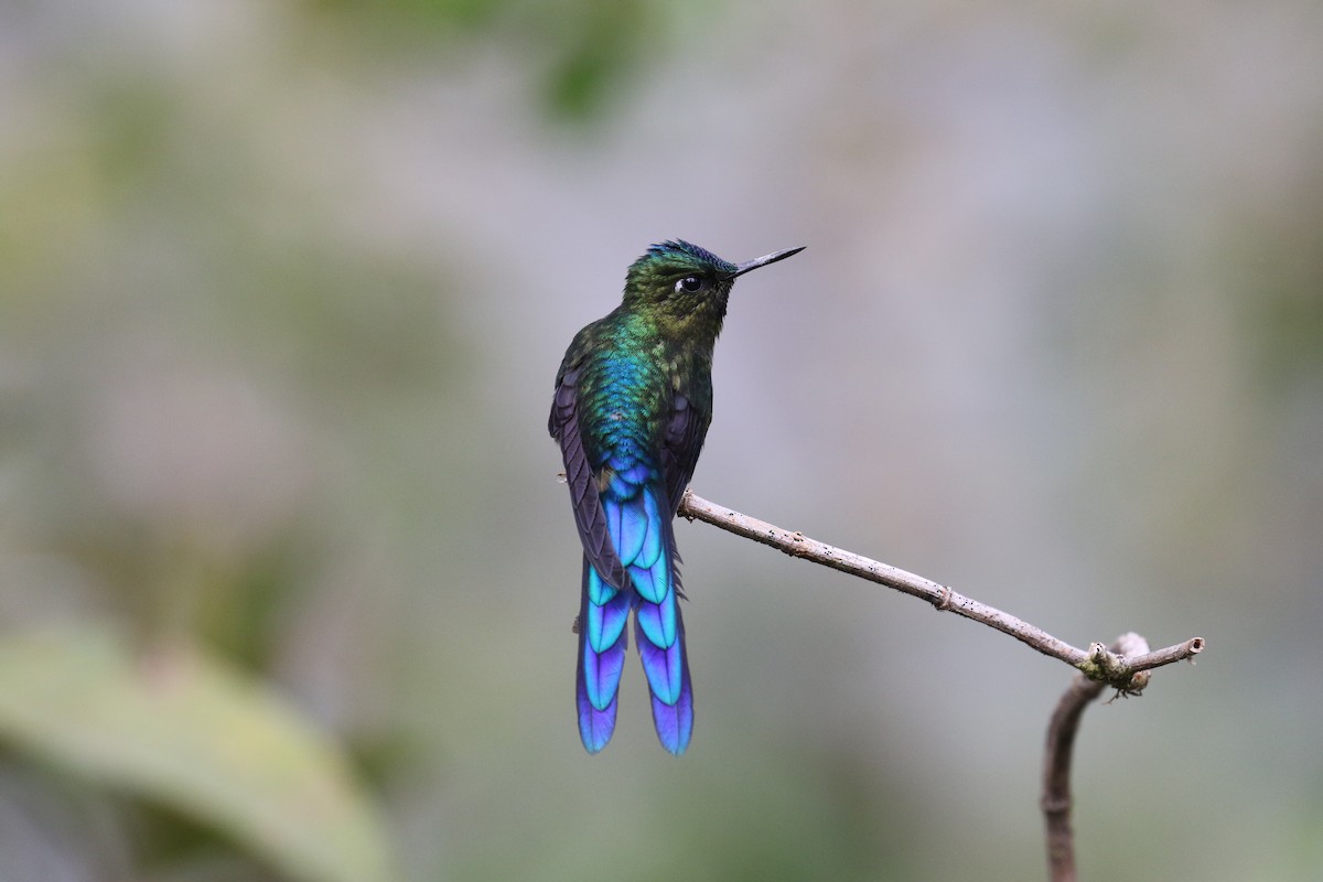 Violet-tailed Sylph - ML68135461