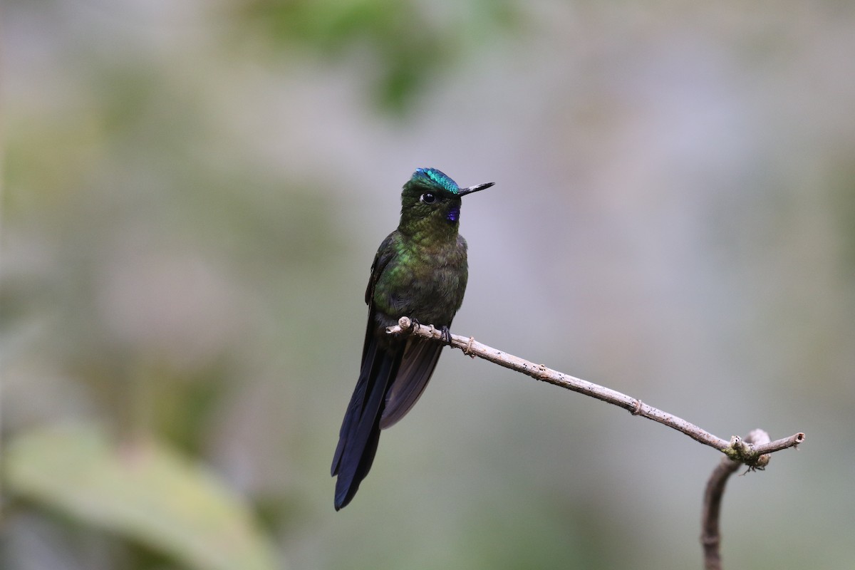 Violet-tailed Sylph - ML68135511