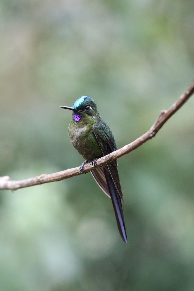 Violet-tailed Sylph - ML68135531