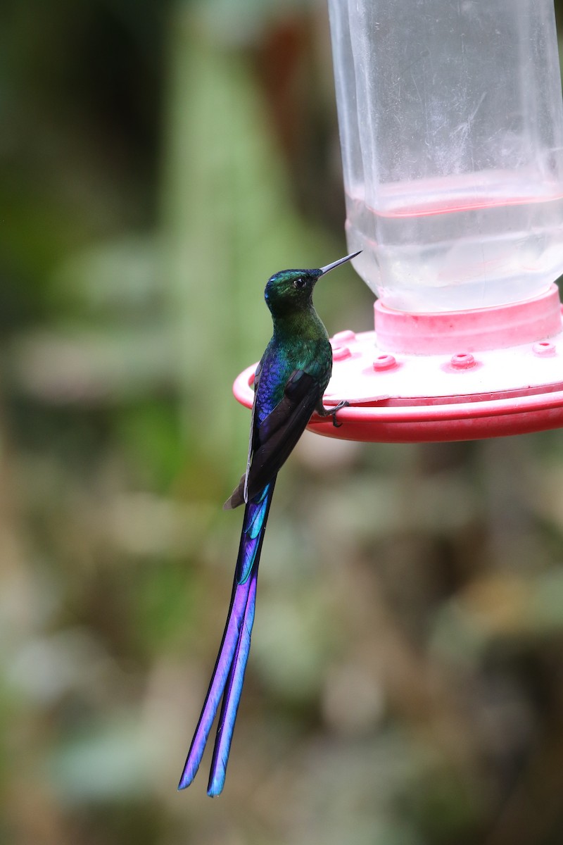 Violet-tailed Sylph - ML68135541