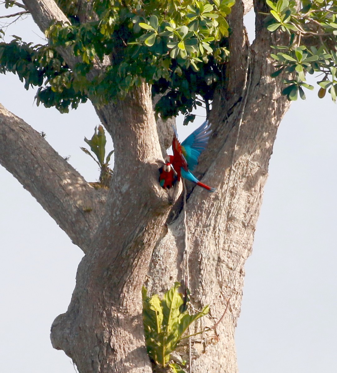 Red-and-green Macaw - David Stejskal