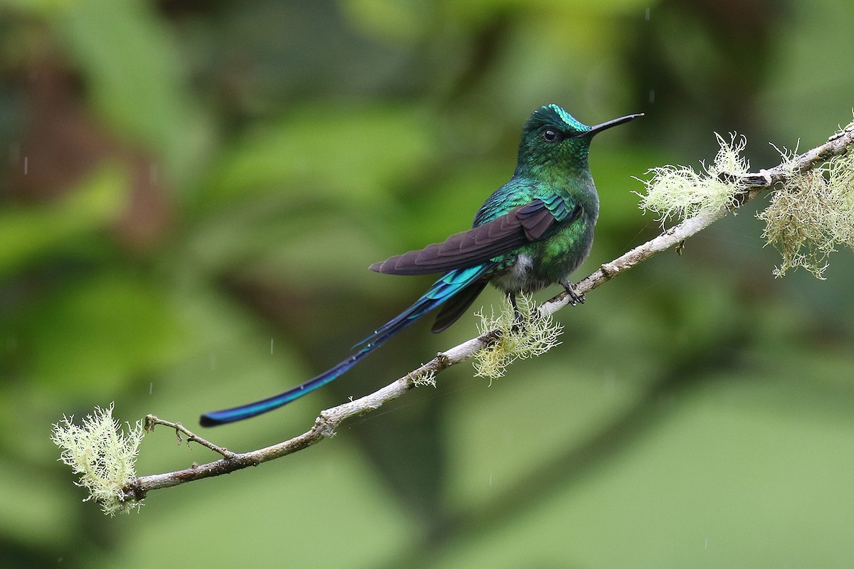 Long-tailed Sylph - ML68139671