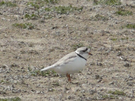 Piping Plover - ML68141231