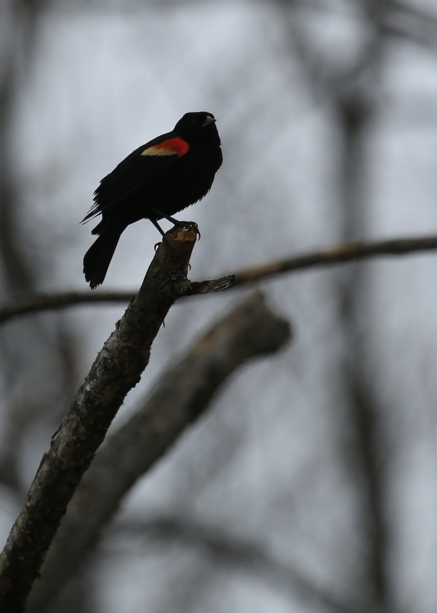Red-winged Blackbird (Red-winged) - ML68145501