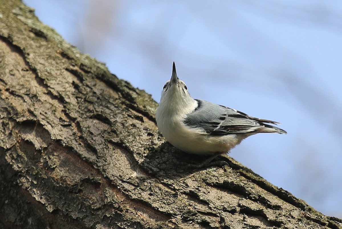 White-breasted Nuthatch (Eastern) - Tim Lenz