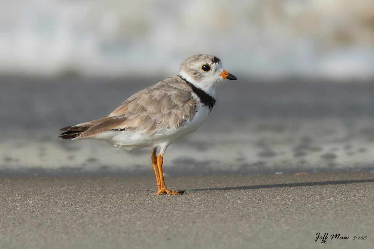 Piping Plover - Jeff Maw