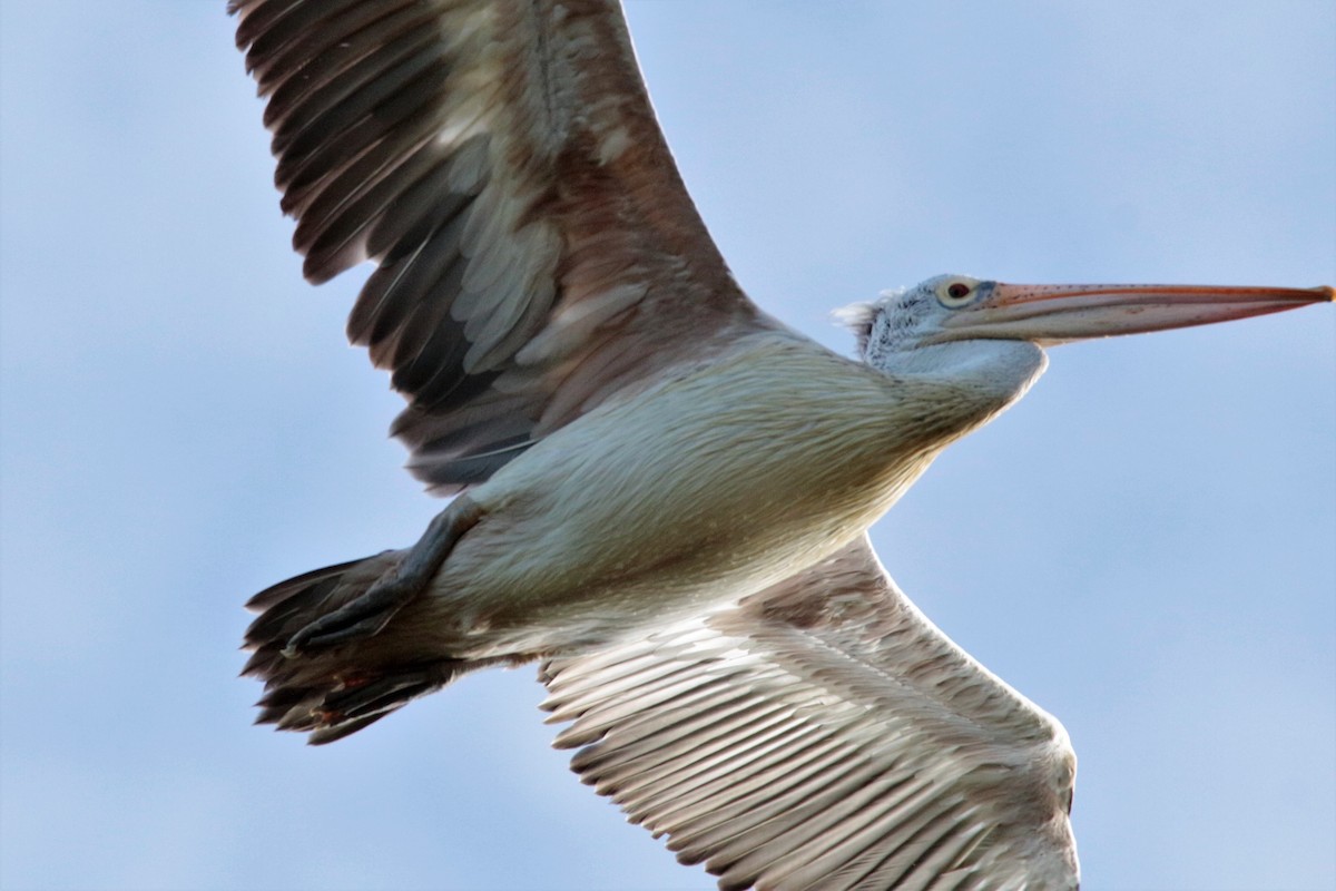 Spot-billed Pelican - Fadzrun A.