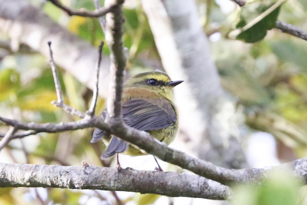 Yellow-bellied Chat-Tyrant - Trina Anderson