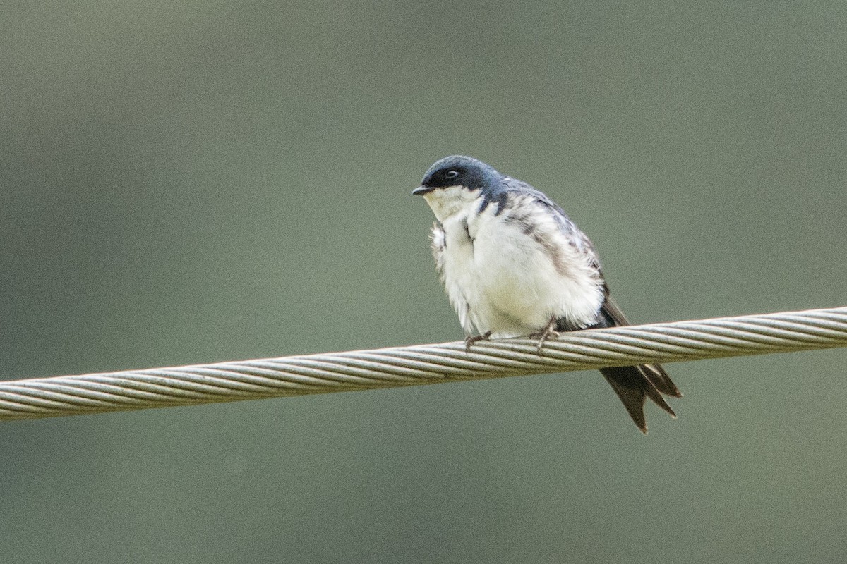 Blue-and-white Swallow - ML68154251