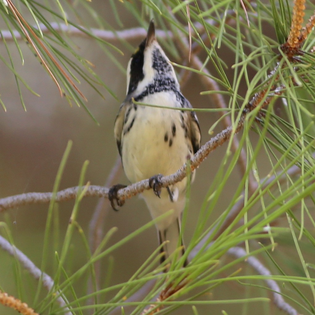 Black-throated Gray Warbler - Pete Dunten