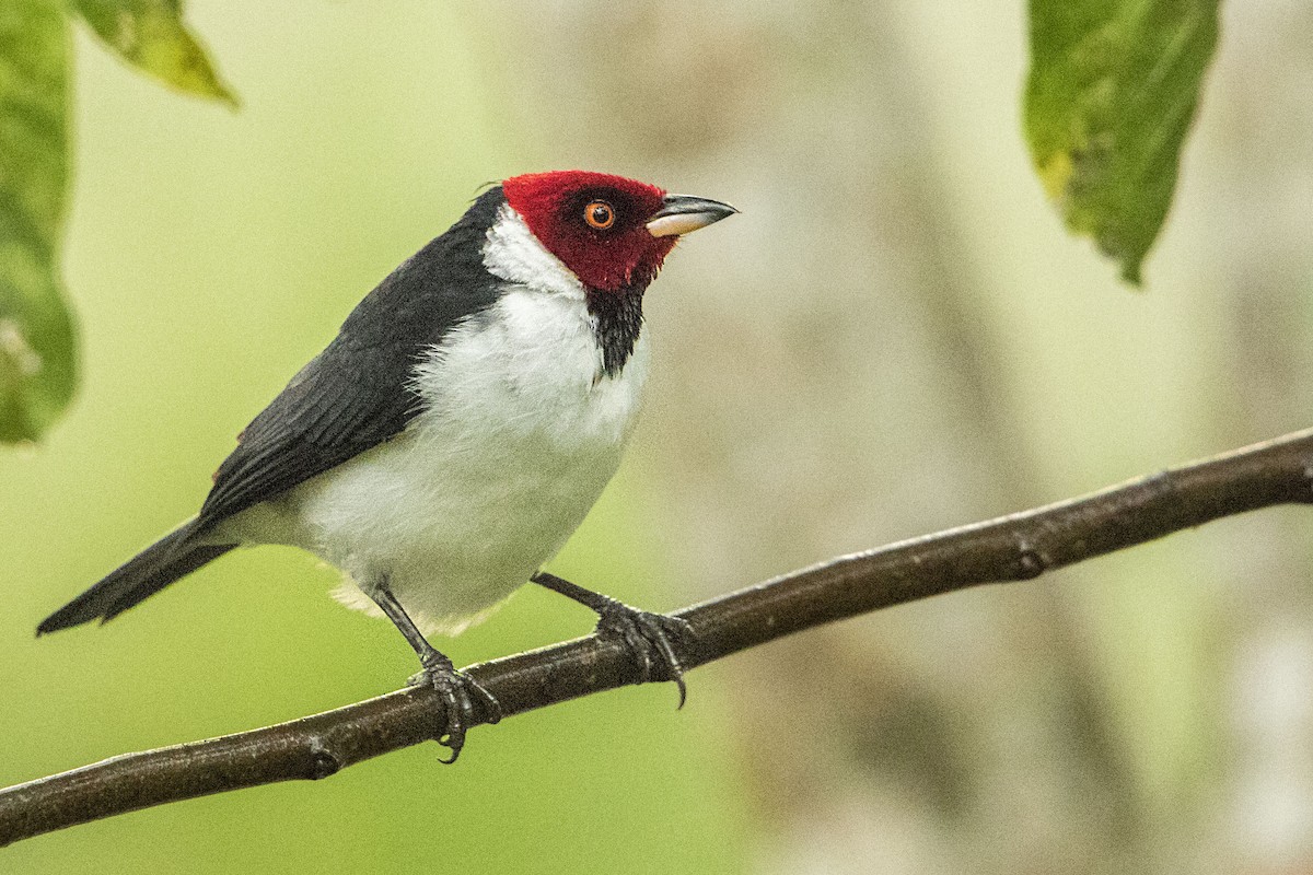 Red-capped Cardinal - ML68156321