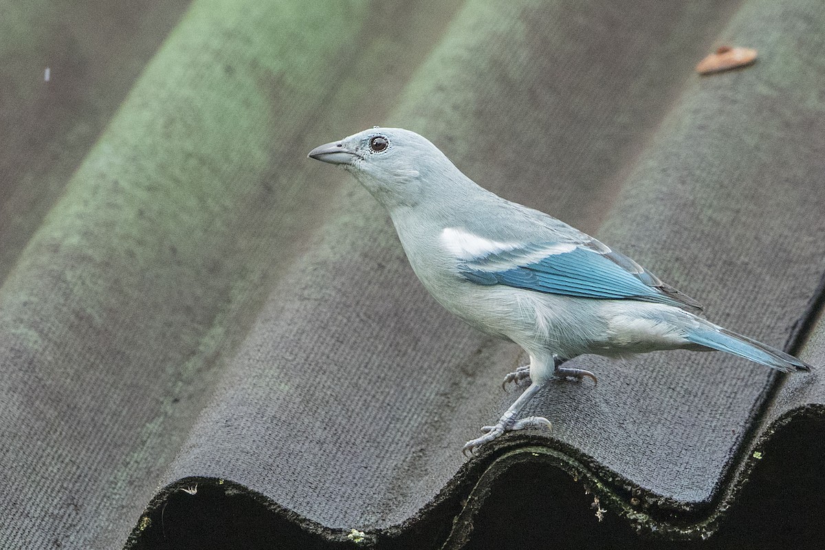 Blue-gray Tanager - ML68156421