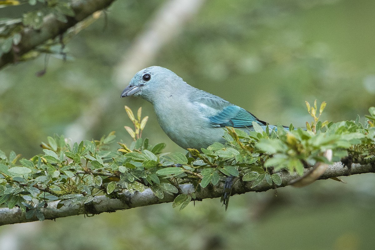 Blue-gray Tanager - ML68156451