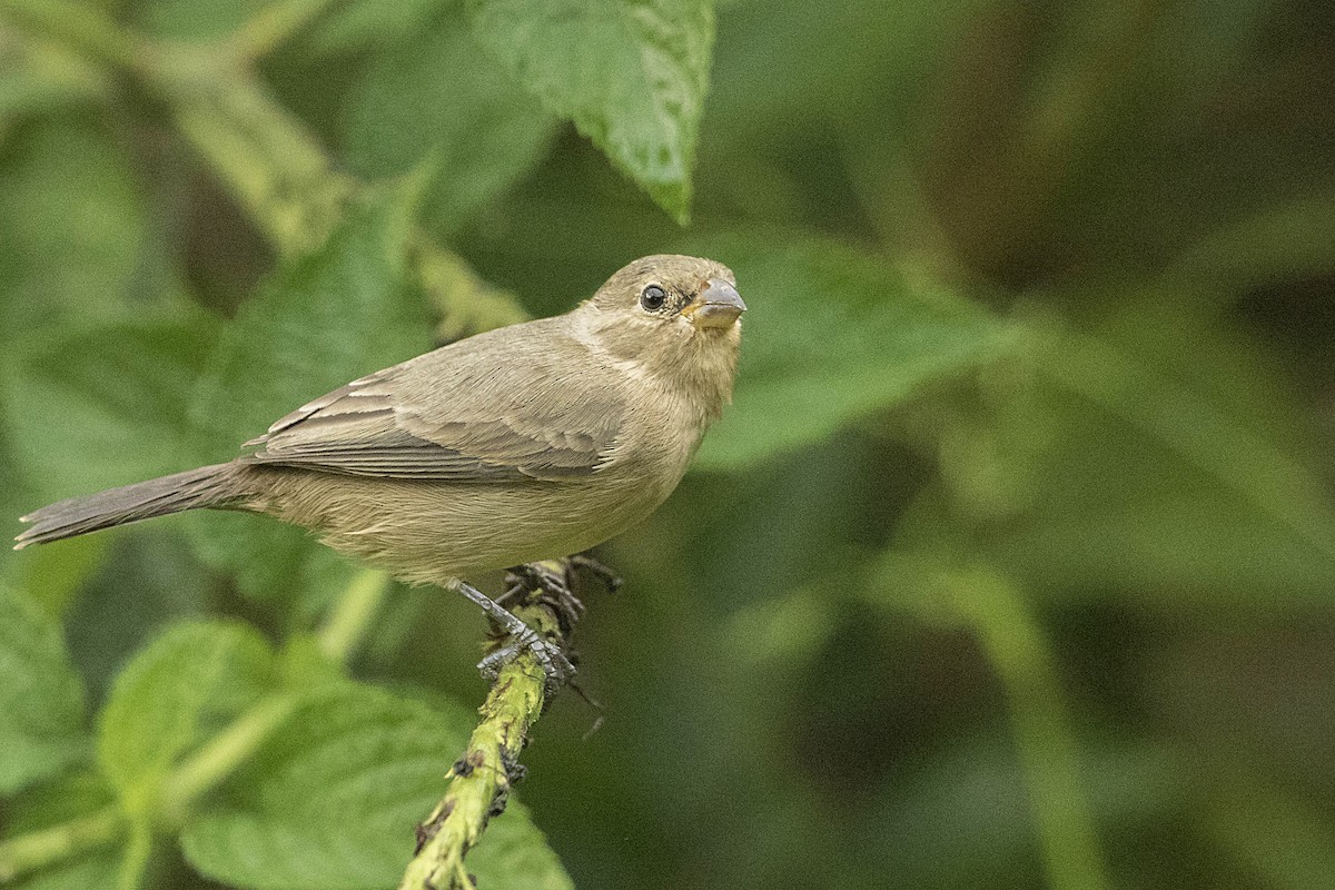 Yellow-bellied Seedeater - ML68156541