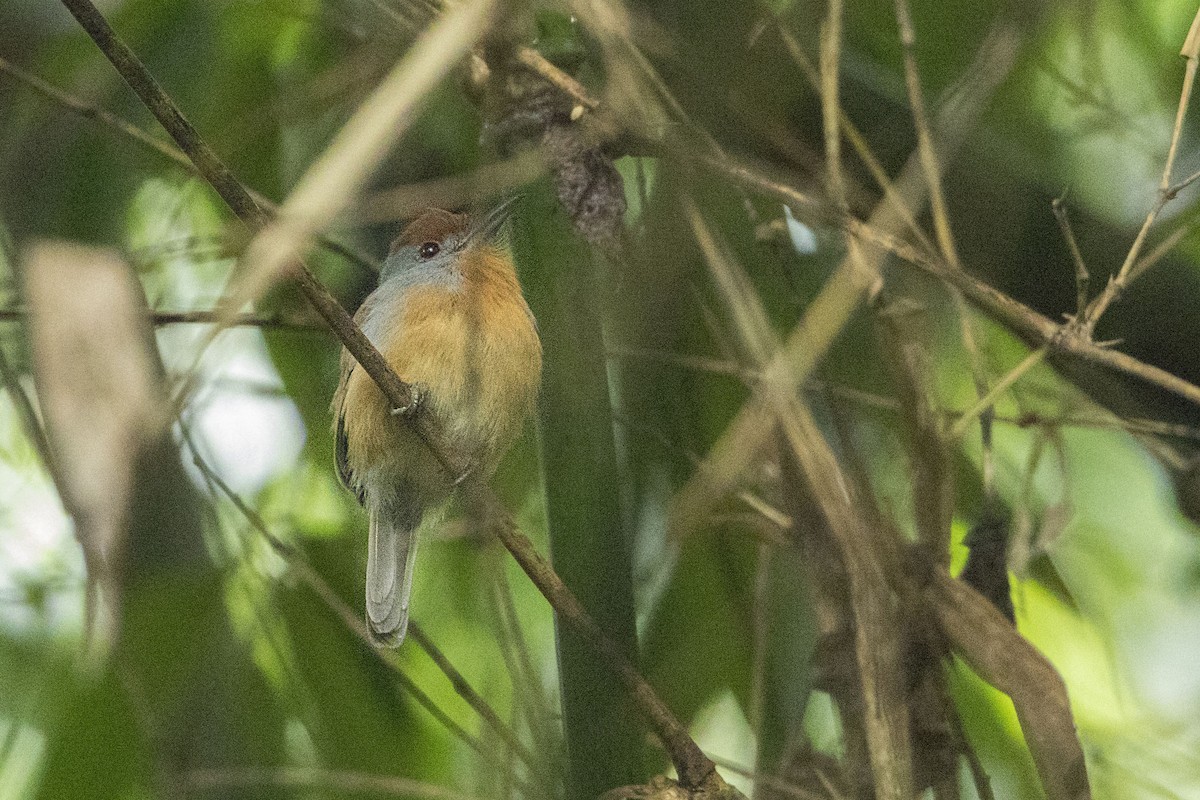 Rufous-capped Nunlet - ML68156581