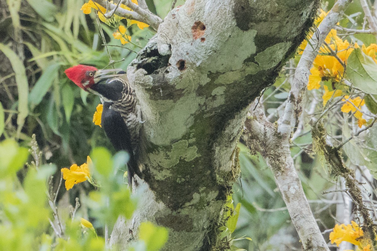 Crimson-crested Woodpecker - Bradley Hacker 🦜