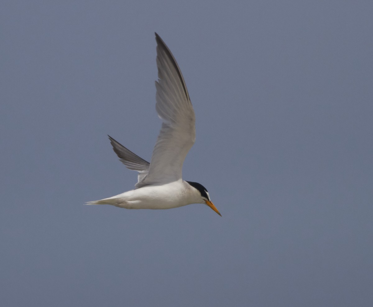 Little Tern - Magnus Grylle
