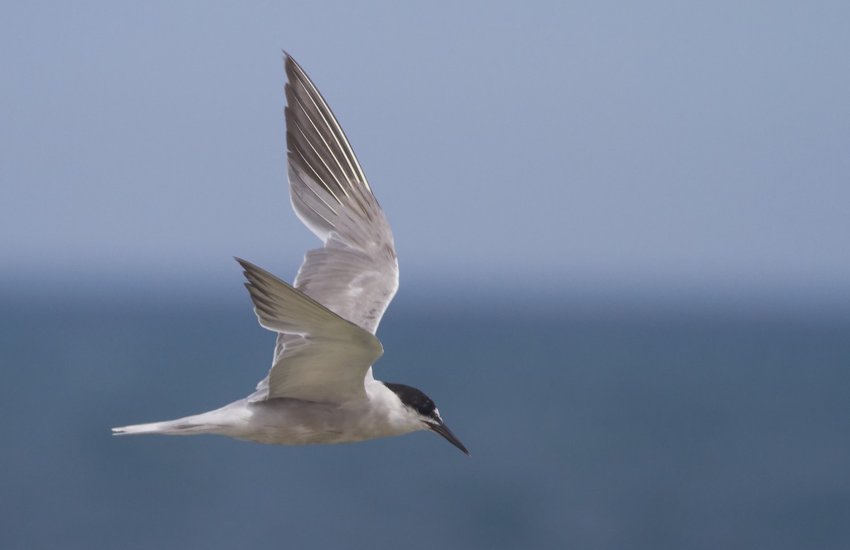 Common Tern - Magnus Grylle