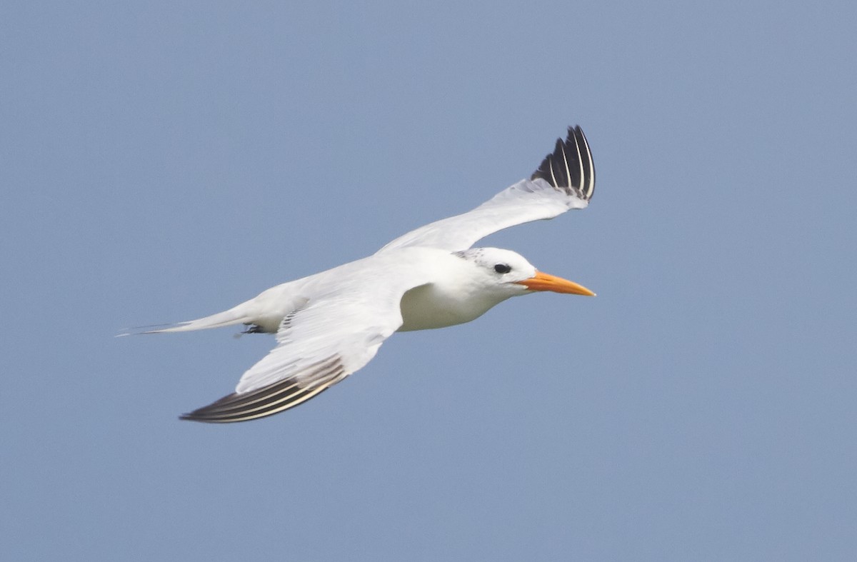 West African Crested Tern - ML68158521