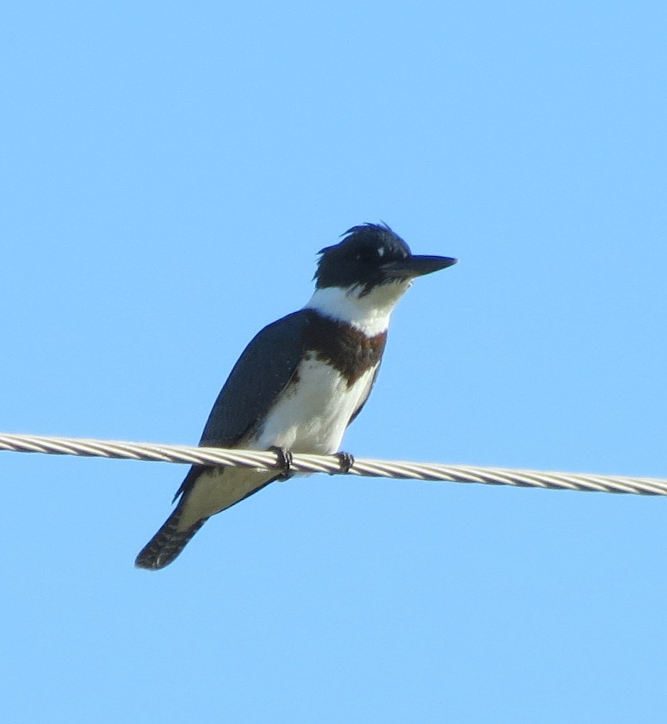 Belted Kingfisher - ML68158631
