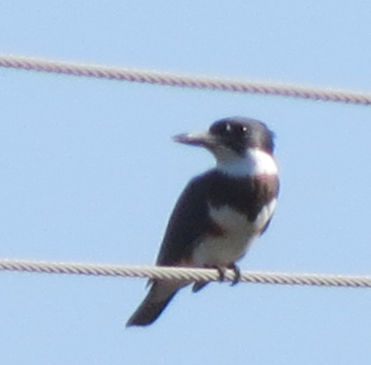 Belted Kingfisher - ML68158701
