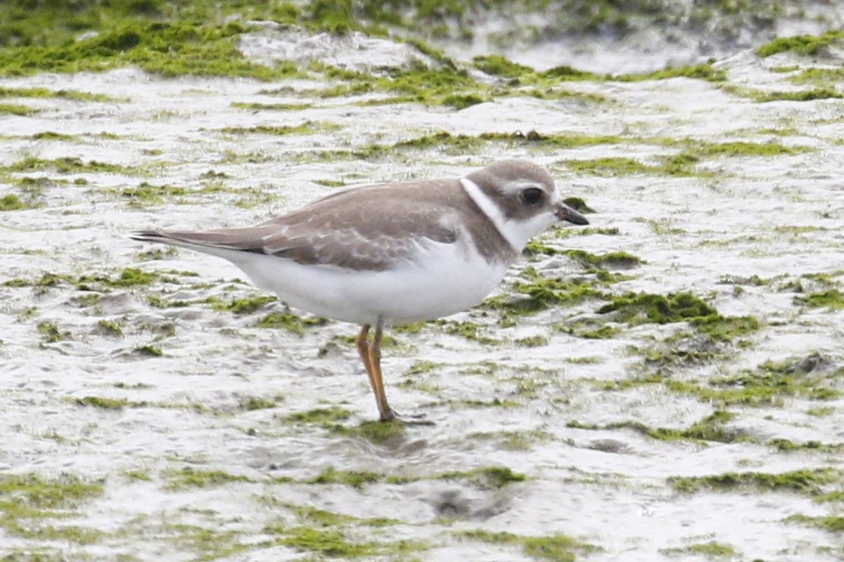 Semipalmated Plover - ML68159001