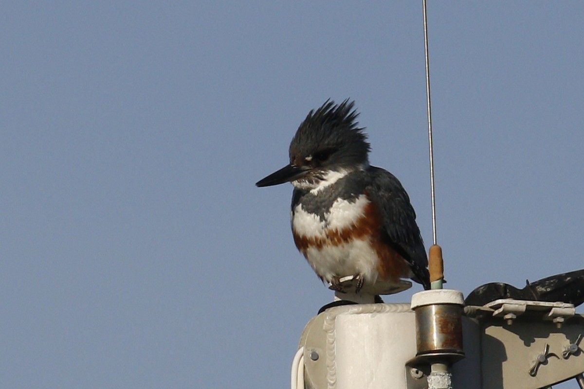 Belted Kingfisher - ML68159171