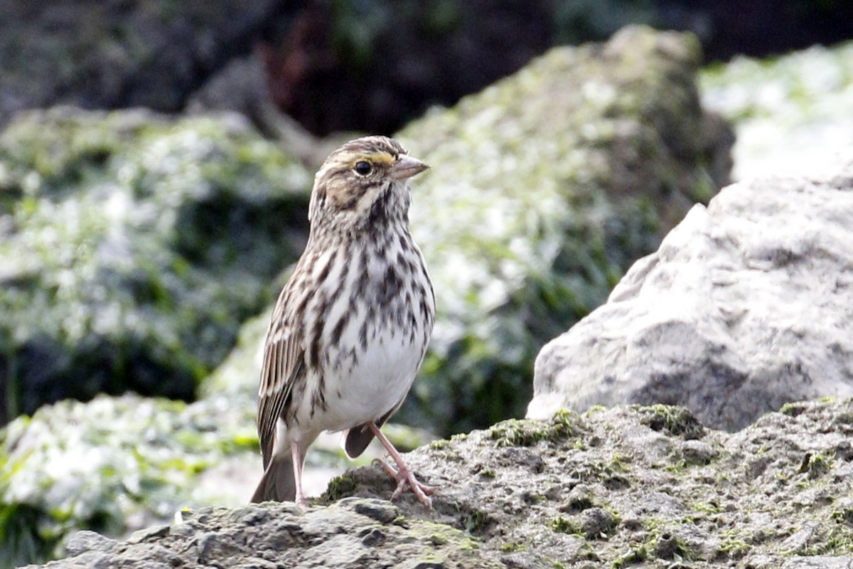 Savannah Sparrow - ML68159271