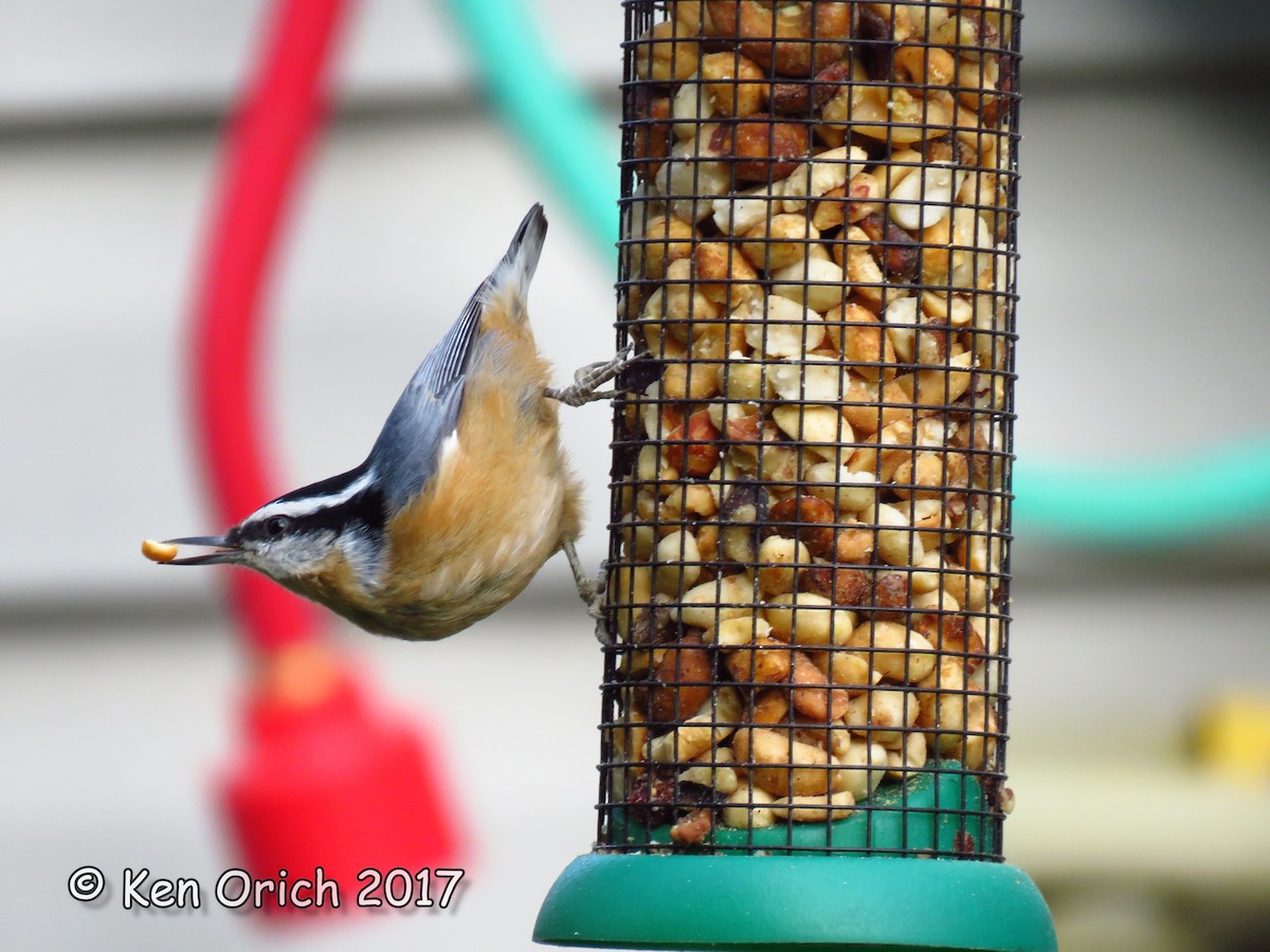 Red-breasted Nuthatch - ML68159751