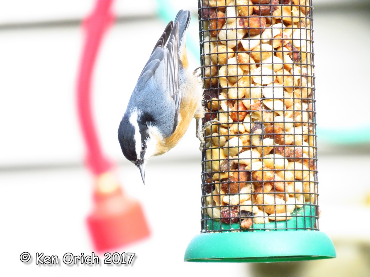 Red-breasted Nuthatch - Ken Orich