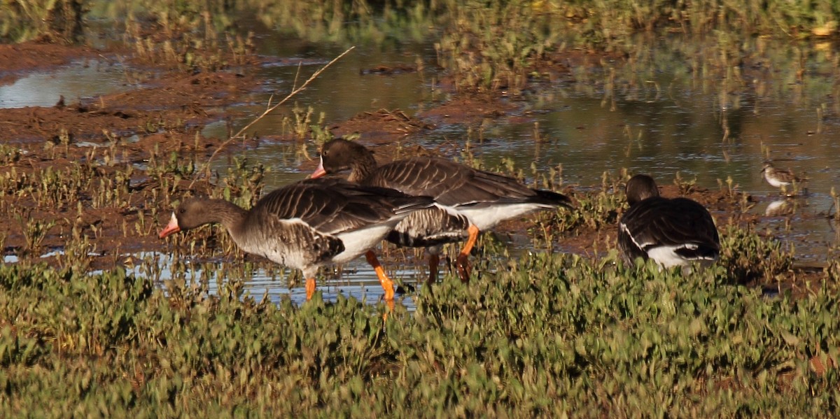 Greater White-fronted Goose - ML68161951