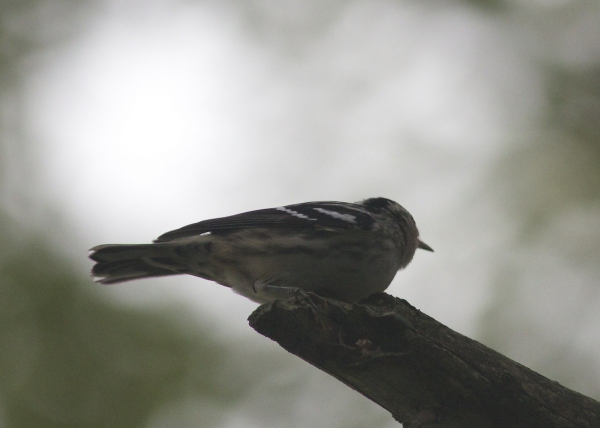 Black-and-white Warbler - benny albro