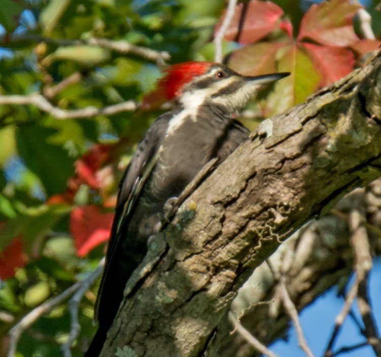 Pileated Woodpecker - ML68164061