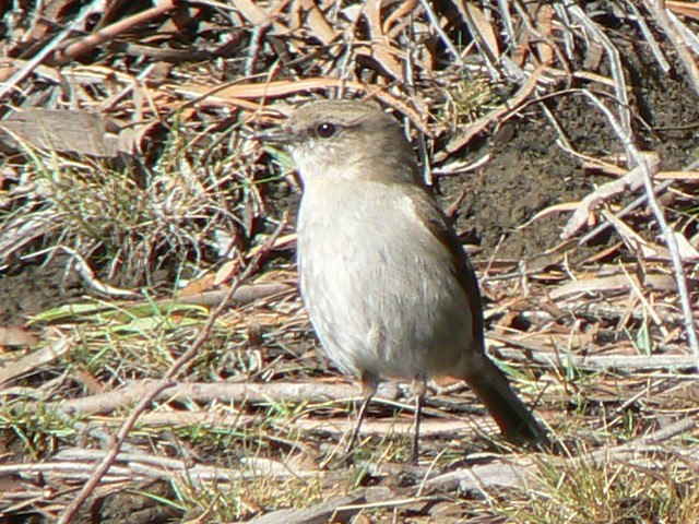 Dusky Robin