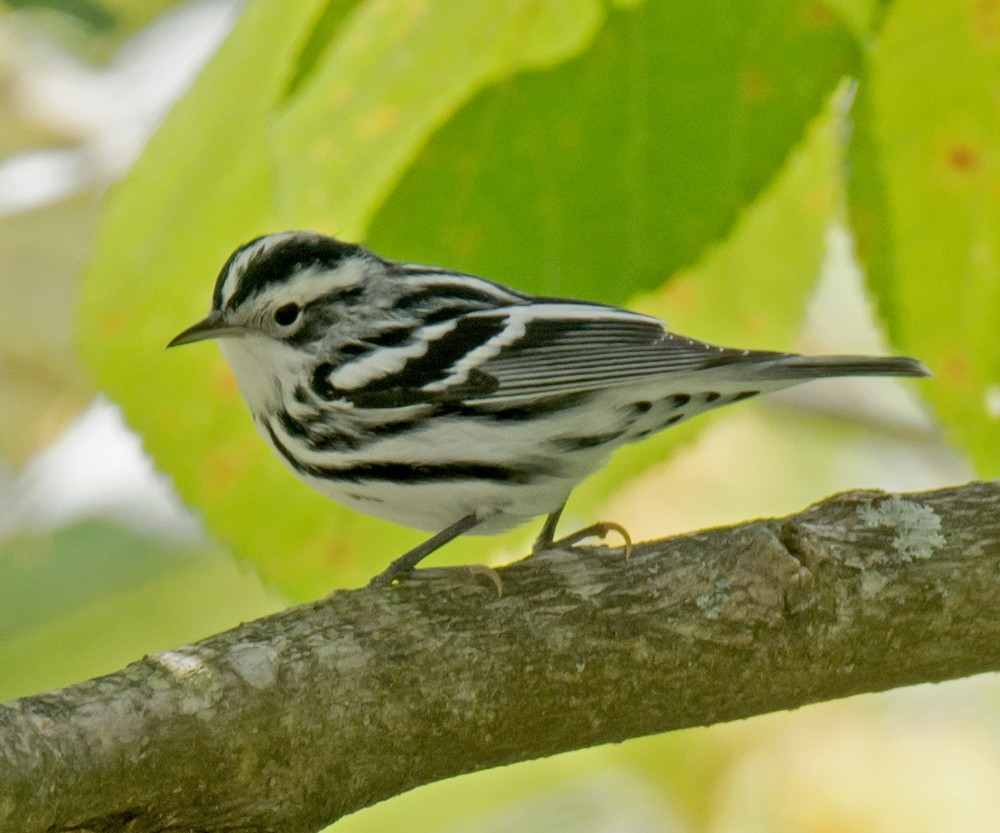 Black-and-white Warbler - Jack and Shirley Foreman