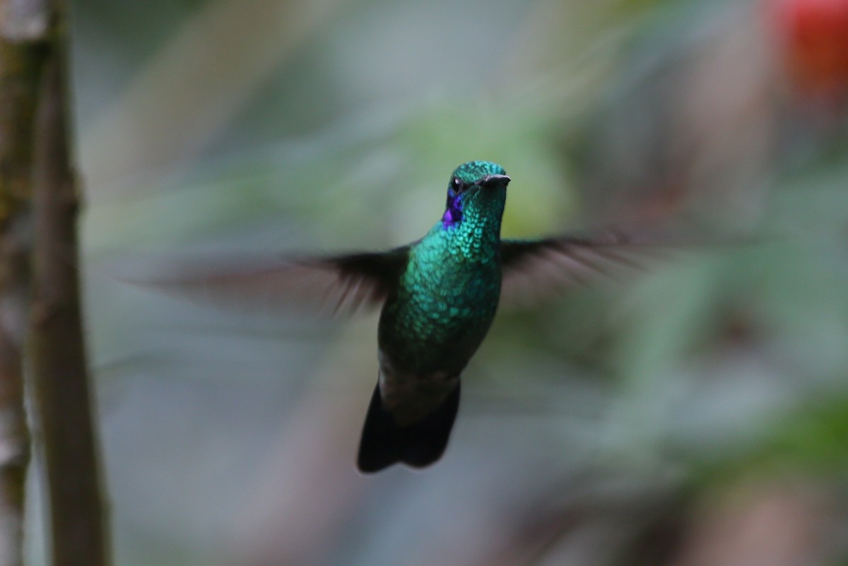 kolibřík modrouchý - ML68166971