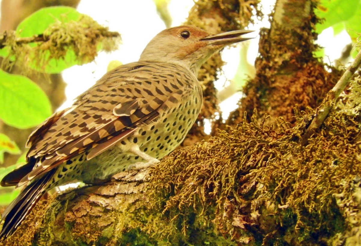 Northern Flicker (Red-shafted) - Georgia Gerrior