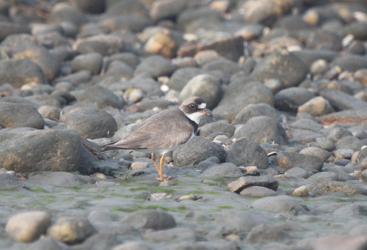 Semipalmated Plover - ML68167341