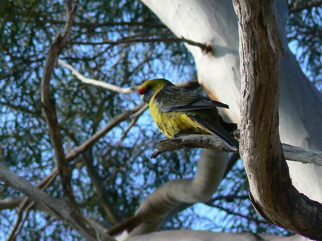 Green Rosella