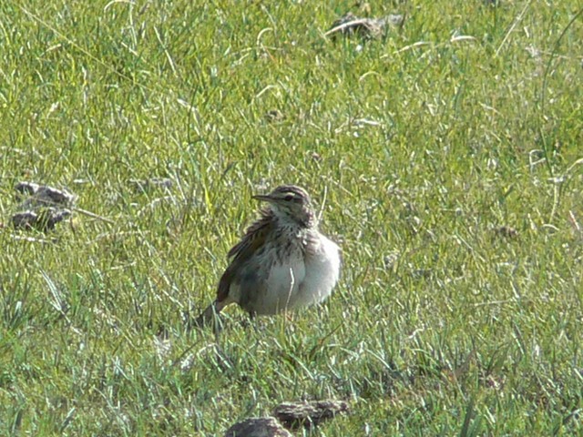 Australian Pipit