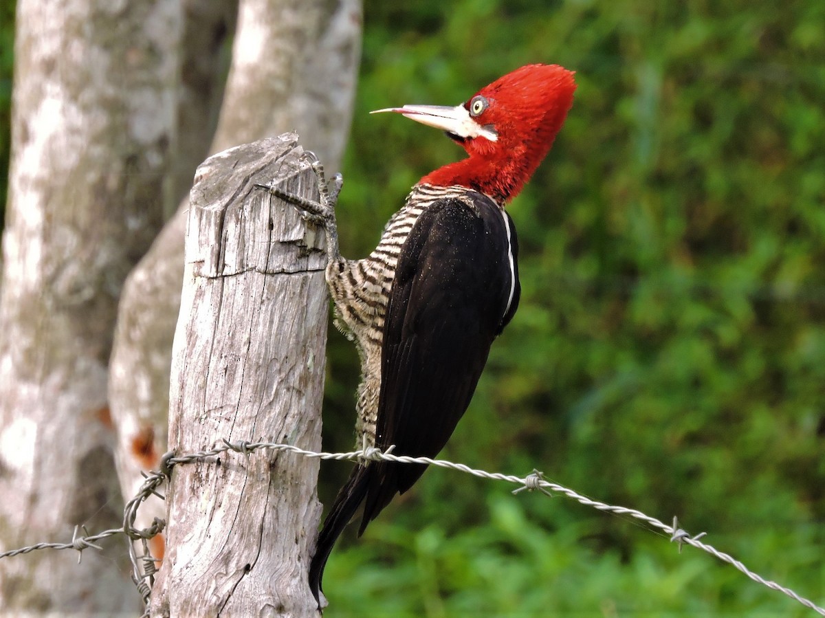 Robust Woodpecker - ML68168591
