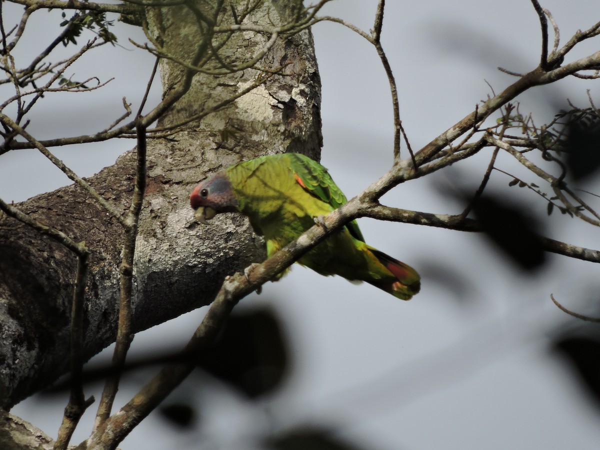 Red-tailed Parrot - ML68168661
