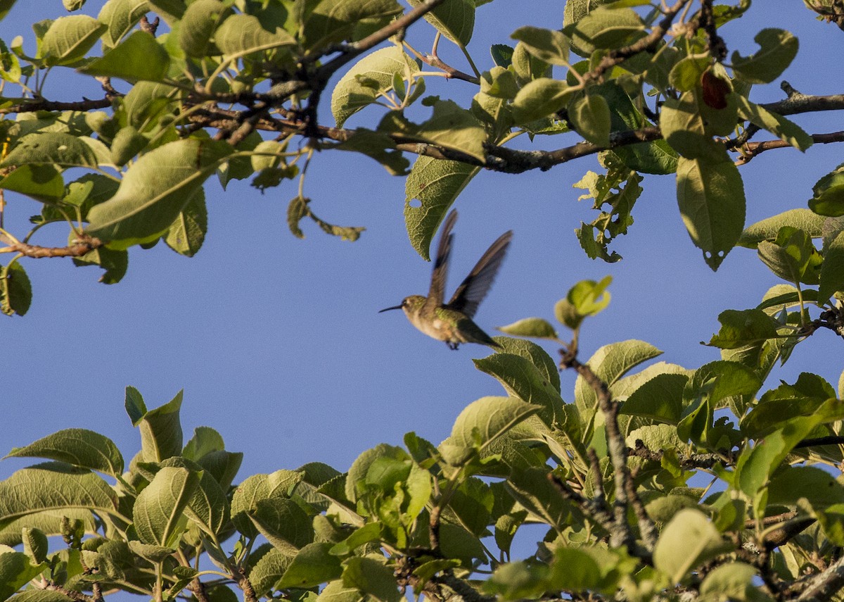 Ruby-throated Hummingbird - Phil McNeil