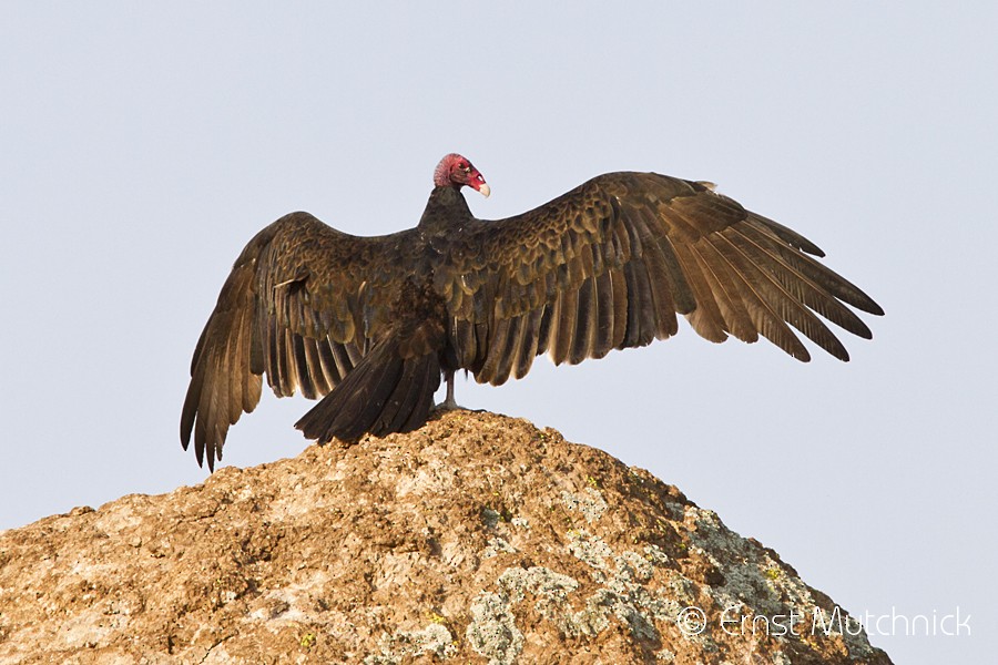 Turkey Vulture - Ernst Mutchnick