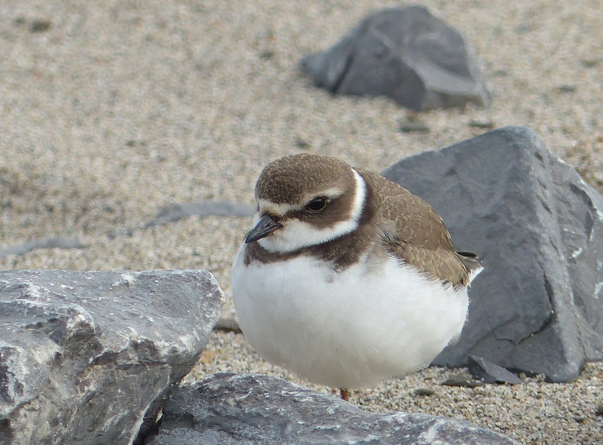 Semipalmated Plover - ML68169771