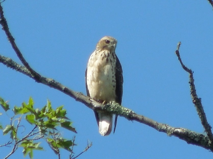 Broad-winged Hawk (Northern) - ML68169831