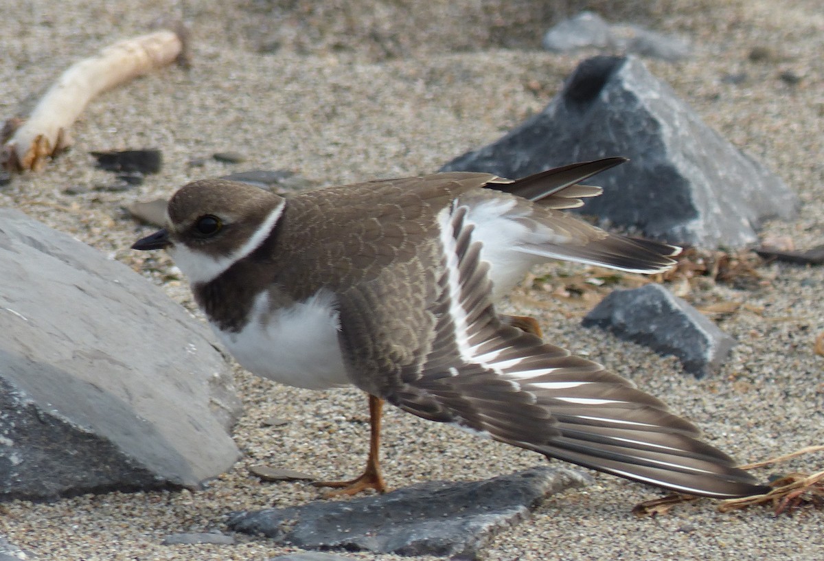 Semipalmated Plover - ML68169851