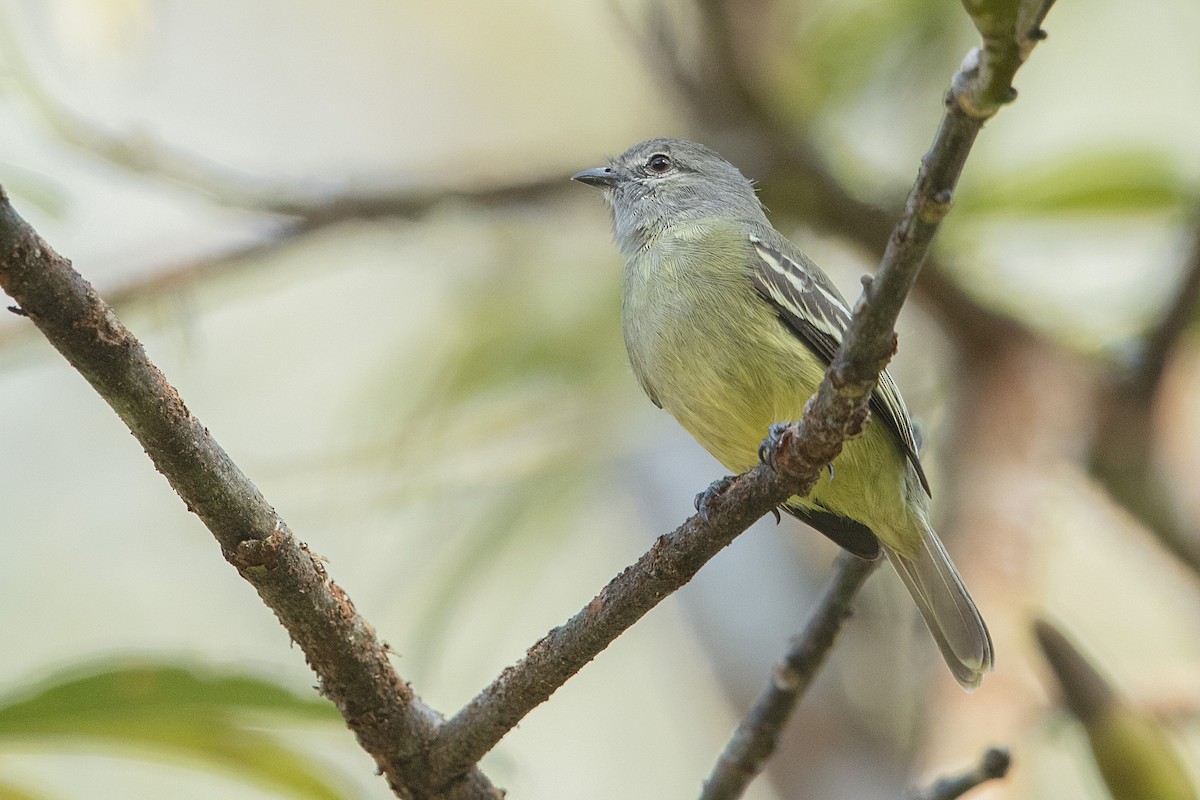 Yellow-crowned Tyrannulet - ML68171351